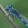 Coenagrion scitulum